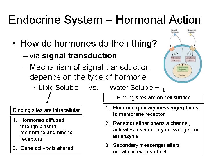 Endocrine System – Hormonal Action • How do hormones do their thing? – via