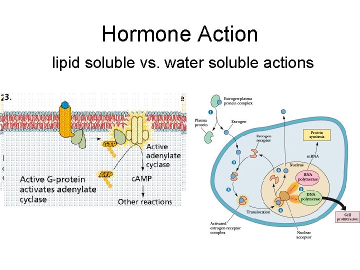 Hormone Action lipid soluble vs. water soluble actions 