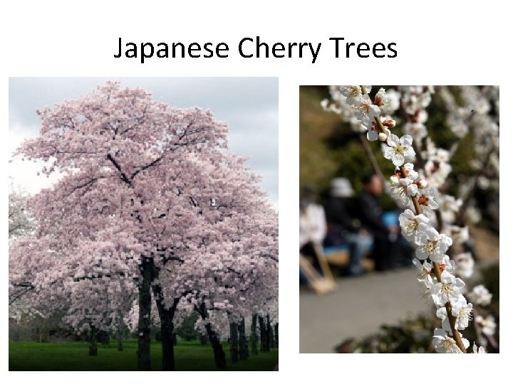 Japanese Cherry Trees 