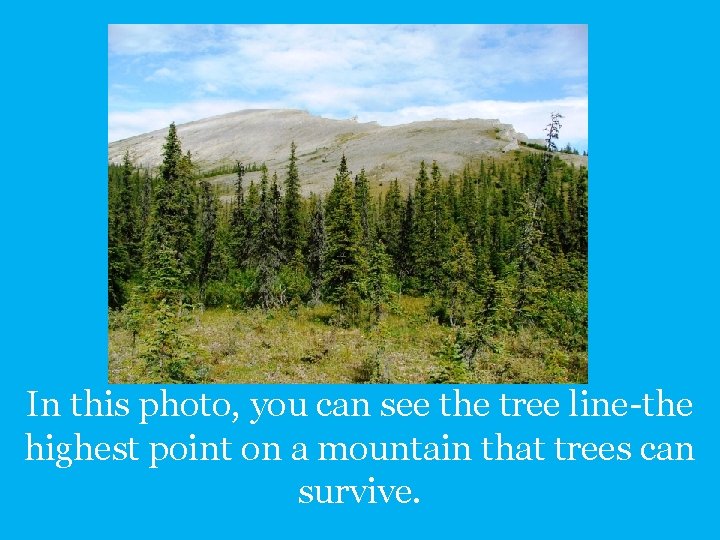 In this photo, you can see the tree line-the highest point on a mountain