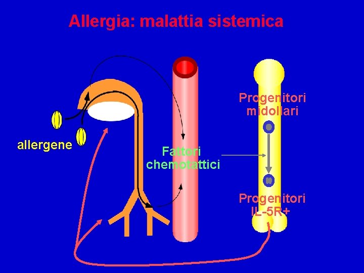 Allergia: malattia sistemica Progenitori midollari allergene Fattori chemotattici Progenitori IL-5 R+ 