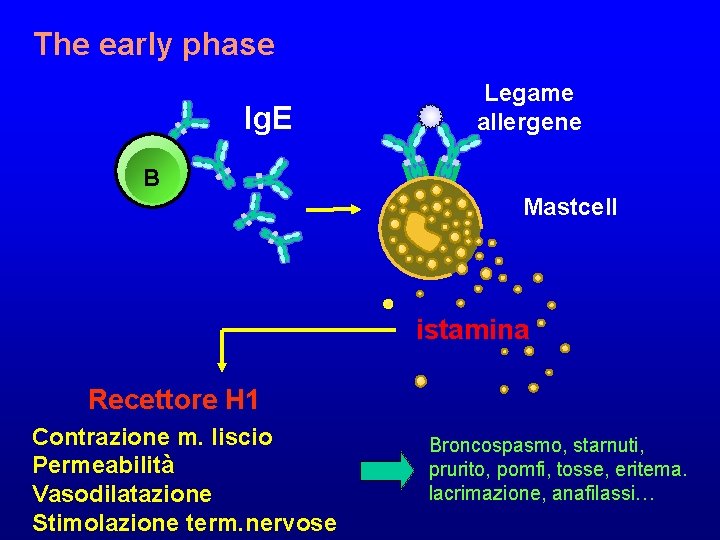 The early phase Ig. E Legame allergene B Mastcell istamina Recettore H 1 Contrazione