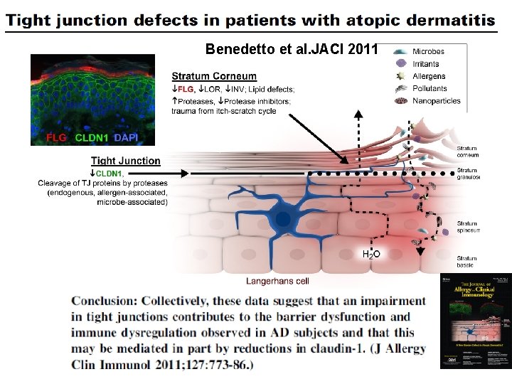 Benedetto et al. JACI 2011 