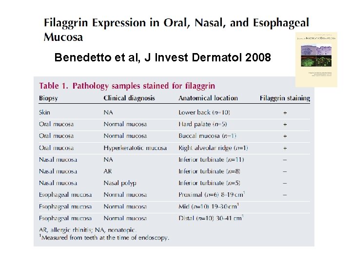 Benedetto et al, J Invest Dermatol 2008 