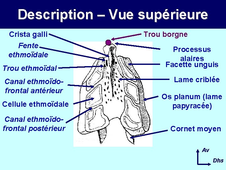 Description – Vue supérieure Crista galli Fente ethmoïdale Trou ethmoïdal Canal ethmoïdofrontal antérieur Cellule