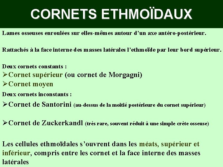 CORNETS ETHMOÏDAUX Lames osseuses enroulées sur elles-mêmes autour d’un axe antéro-postérieur. Rattachés à la