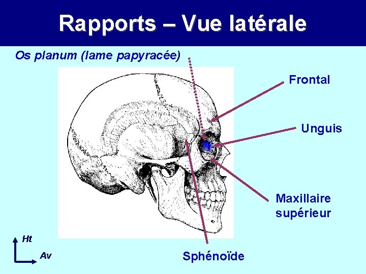 Rapports – Vue latérale Os planum (lame papyracée) Frontal Unguis Maxillaire supérieur Ht Av