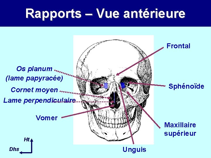 Rapports – Vue antérieure Frontal Os planum (lame papyracée) Sphénoïde Cornet moyen Lame perpendiculaire