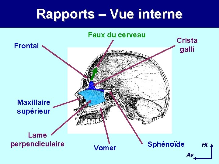 Rapports – Vue interne Faux du cerveau Frontal Crista galli Maxillaire supérieur Lame perpendiculaire