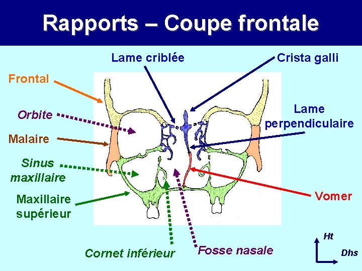 Rapports – Coupe frontale Lame criblée Crista galli Frontal Lame perpendiculaire Orbite Malaire Sinus