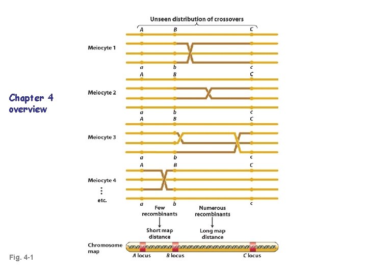 Chapter 4 overview Fig. 4 -1 