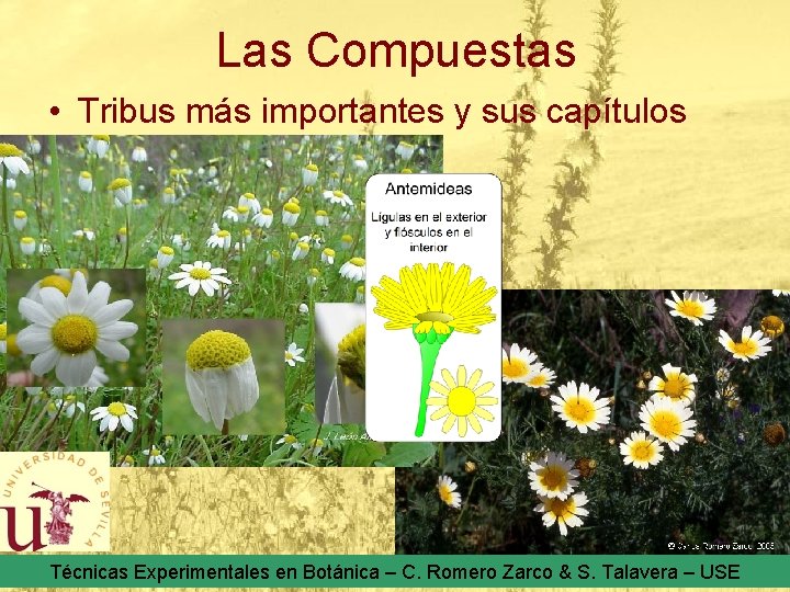 Las Compuestas • Tribus más importantes y sus capítulos Técnicas Experimentales en Botánica –