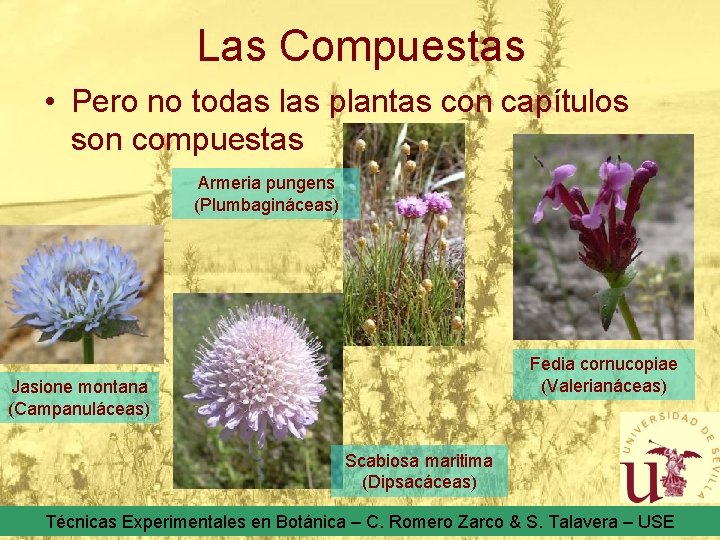 Las Compuestas • Pero no todas las plantas con capítulos son compuestas Armeria pungens