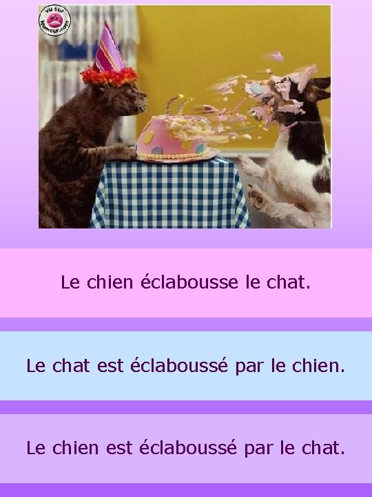 Le chien éclabousse le chat. Le chat est éclaboussé par le chien. Le chien