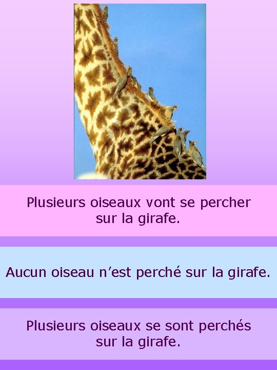 Plusieurs oiseaux vont se percher sur la girafe. Aucun oiseau n’est perché sur la