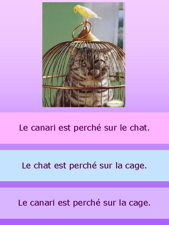 Le canari est perché sur le chat. Le chat est perché sur la cage.