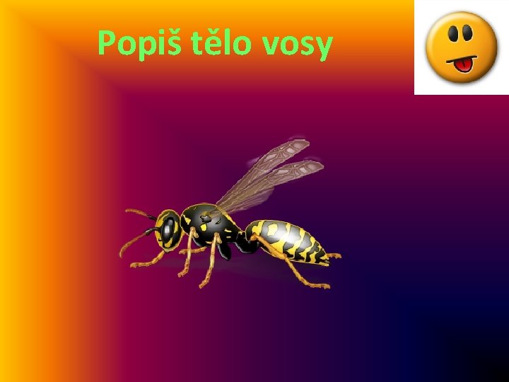 Popiš tělo vosy 