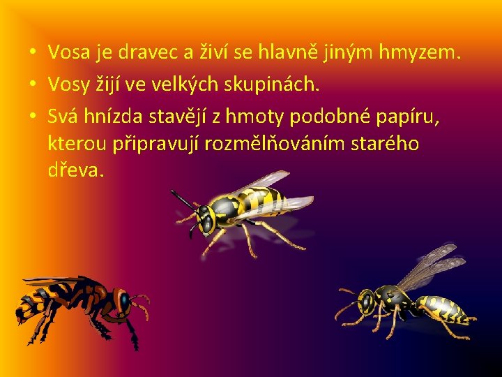  • Vosa je dravec a živí se hlavně jiným hmyzem. • Vosy žijí