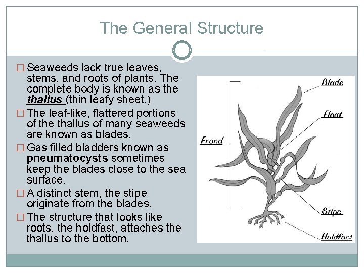 The General Structure � Seaweeds lack true leaves, stems, and roots of plants. The