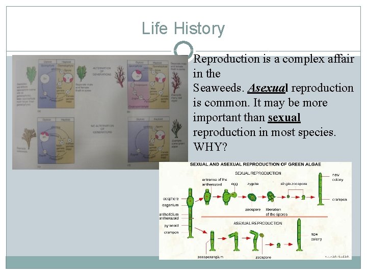 Life History Reproduction is a complex affair in the Seaweeds. Asexual reproduction is common.