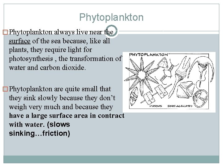 Phytoplankton � Phytoplankton always live near the surface of the sea because, like all