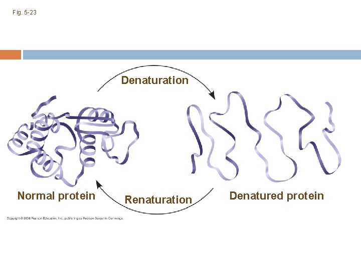 Fig. 5 -23 Denaturation Normal protein Renaturation Denatured protein 