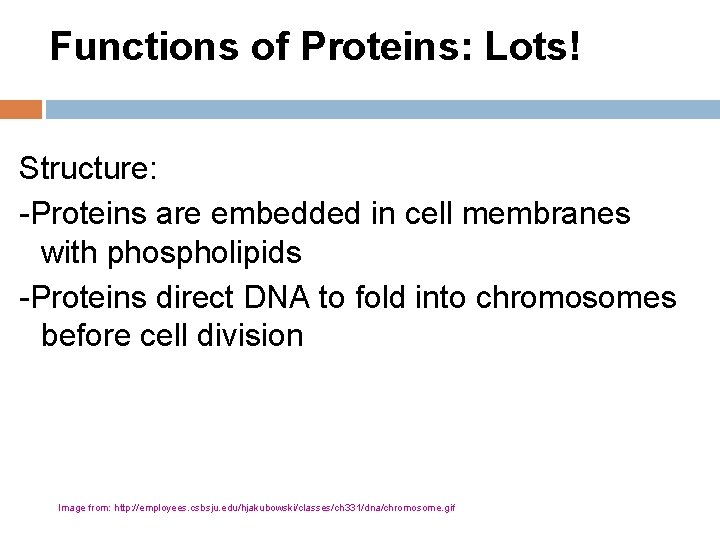 Functions of Proteins: Lots! Structure: -Proteins are embedded in cell membranes with phospholipids -Proteins