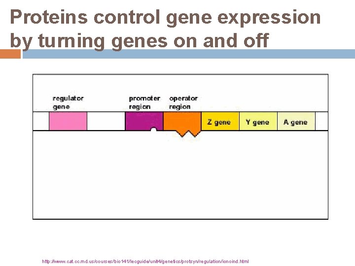 Proteins control gene expression by turning genes on and off http: //www. cat. cc.