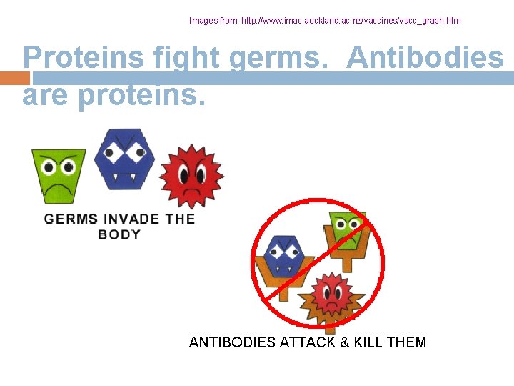 Images from: http: //www. imac. auckland. ac. nz/vaccines/vacc_graph. htm Proteins fight germs. Antibodies are