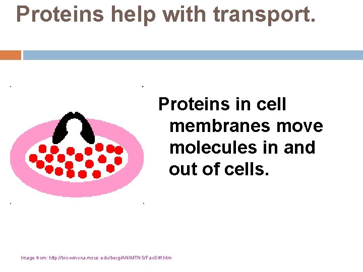 Proteins help with transport. Proteins in cell membranes move molecules in and out of