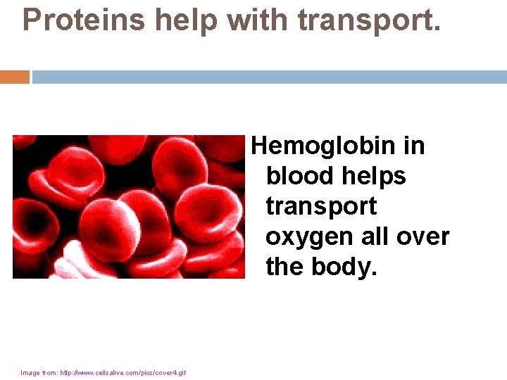 Proteins help with transport. Hemoglobin in blood helps transport oxygen all over the body.