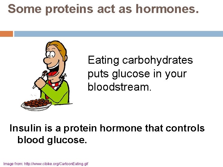 Some proteins act as hormones. Eating carbohydrates puts glucose in your bloodstream. Insulin is
