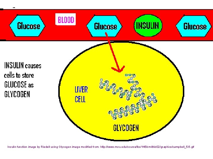  Insulin function image by Riedell using Glycogen image modified from: http: //www. msu.