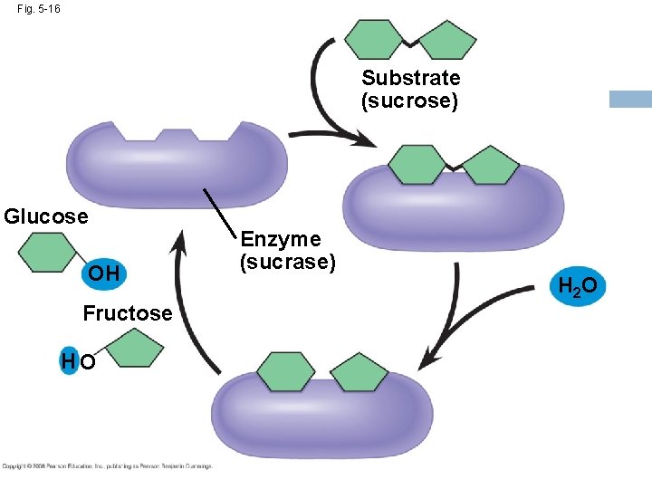 Fig. 5 -16 Substrate (sucrose) Glucose OH Fructose HO Enzyme (sucrase) H 2 O