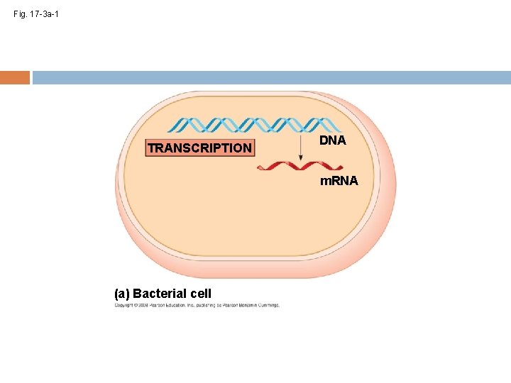 Fig. 17 -3 a-1 TRANSCRIPTION DNA m. RNA (a) Bacterial cell 