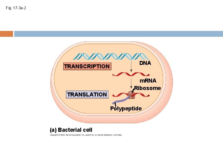 Fig. 17 -3 a-2 TRANSCRIPTION DNA m. RNA Ribosome TRANSLATION Polypeptide (a) Bacterial cell