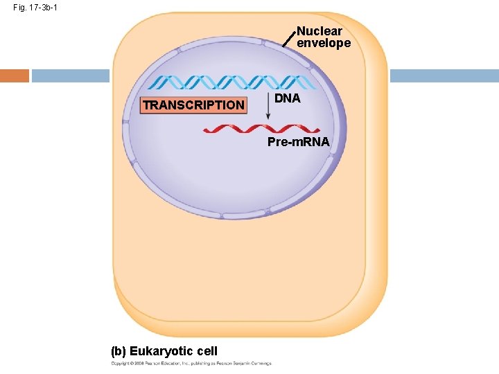 Fig. 17 -3 b-1 Nuclear envelope TRANSCRIPTION DNA Pre-m. RNA (b) Eukaryotic cell 