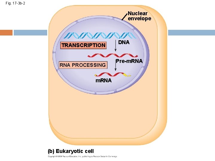 Fig. 17 -3 b-2 Nuclear envelope TRANSCRIPTION RNA PROCESSING m. RNA (b) Eukaryotic cell
