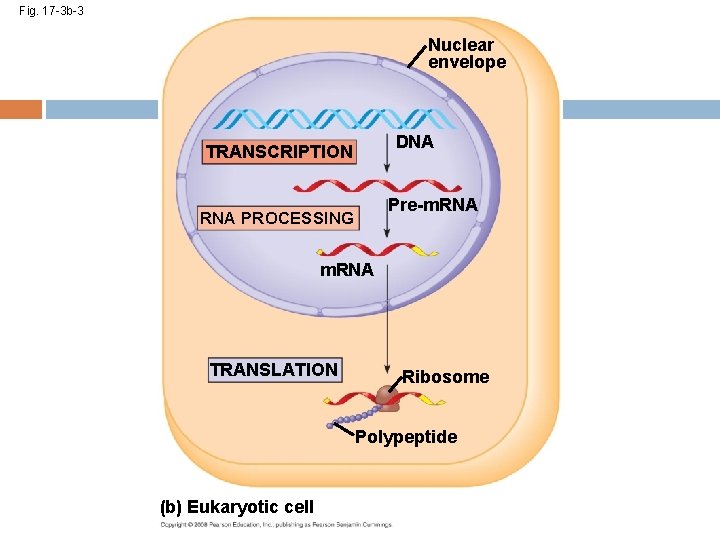 Fig. 17 -3 b-3 Nuclear envelope DNA TRANSCRIPTION Pre-m. RNA PROCESSING m. RNA TRANSLATION