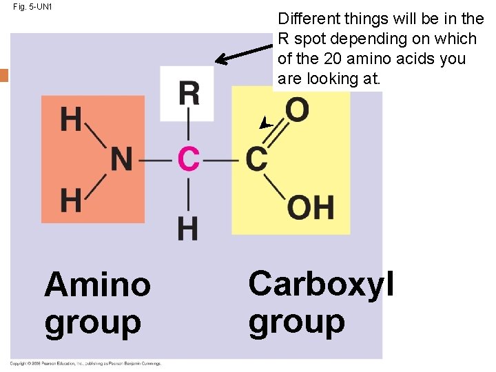 Fig. 5 -UN 1 Amino group Different things will be in the R spot