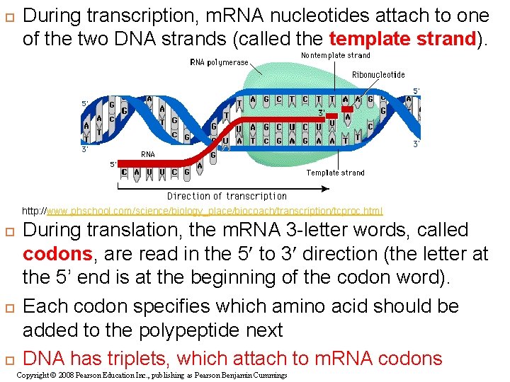  During transcription, m. RNA nucleotides attach to one of the two DNA strands