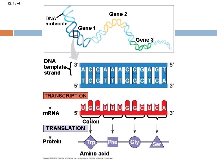 Fig. 17 -4 DNA molecule Gene 2 Gene 1 Gene 3 DNA template strand