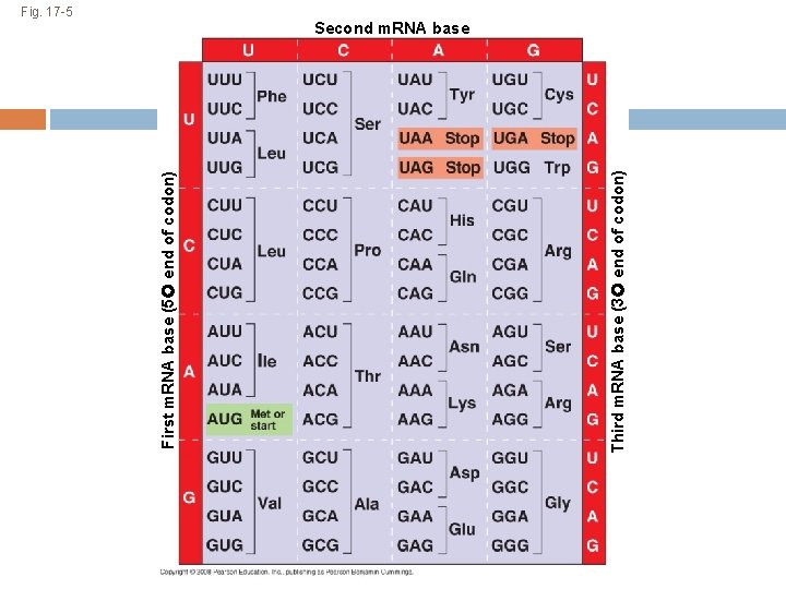 Third m. RNA base (3 end of codon) First m. RNA base (5 end