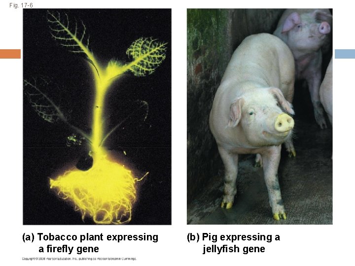 Fig. 17 -6 (a) Tobacco plant expressing a firefly gene (b) Pig expressing a