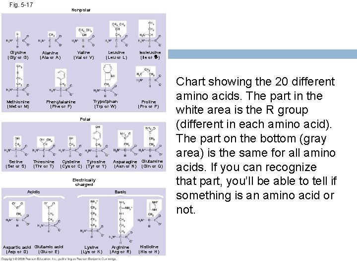 Fig. 5 -17 Glycine (Gly or G) Nonpolar Valine (Val or V) Alanine (Ala