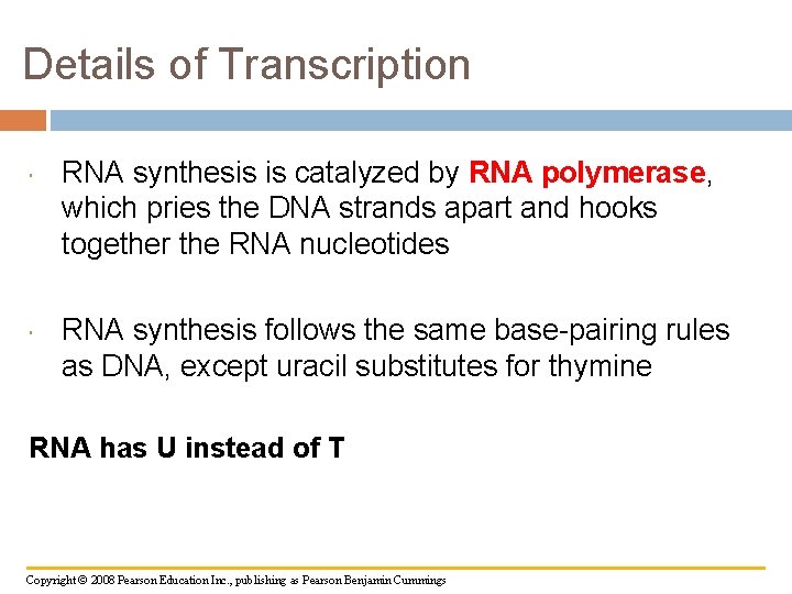 Details of Transcription RNA synthesis is catalyzed by RNA polymerase, which pries the DNA