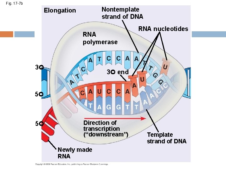 Fig. 17 -7 b Nontemplate strand of DNA Elongation RNA polymerase 3 RNA nucleotides