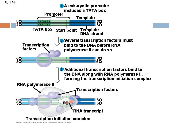 Fig. 17 -8 1 Promoter A eukaryotic promoter includes a TATA box Template 5