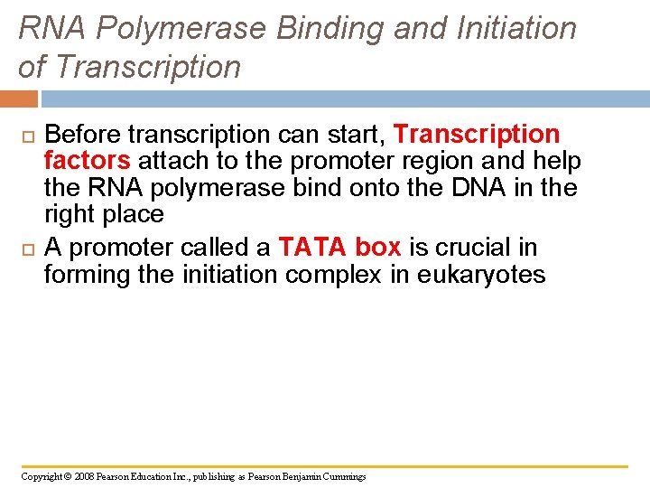 RNA Polymerase Binding and Initiation of Transcription Before transcription can start, Transcription factors attach