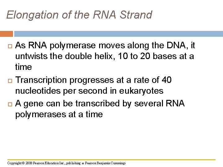 Elongation of the RNA Strand As RNA polymerase moves along the DNA, it untwists
